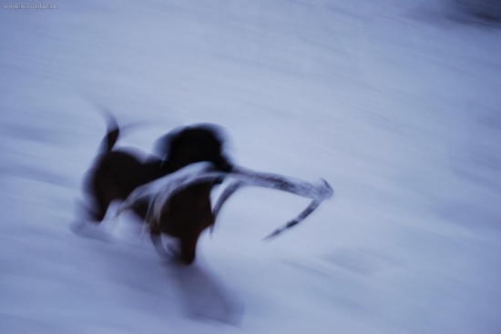 barvář a jelení shoz