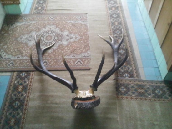 moj ulovok