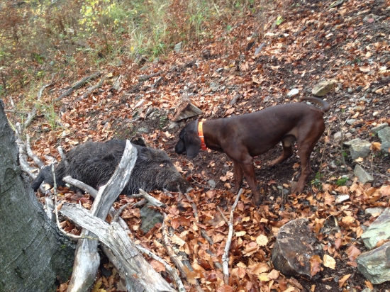 Inštink psa je silný!