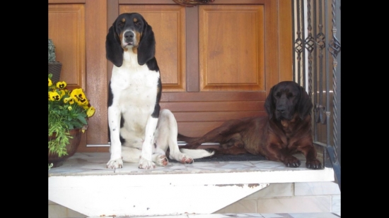 Verne čakajú môj príchod domov