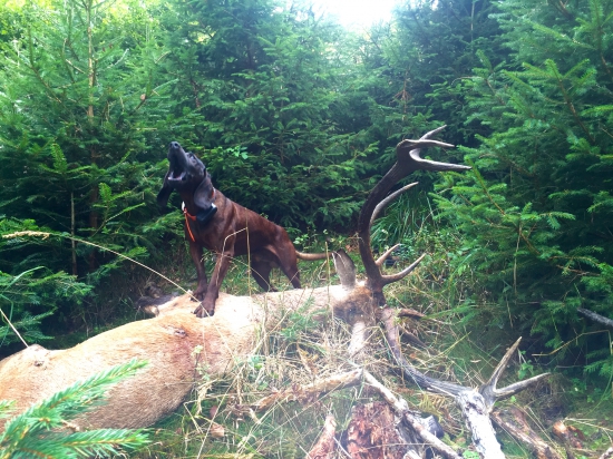 Nočná mora poľovníka?