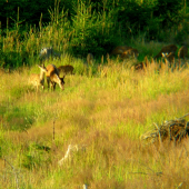 mami mami, ja sa tých muflónov bojím :D