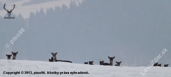 zvedavé