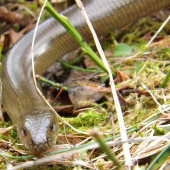 slepuch