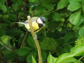 sýkorka bielolíca (Parus major)