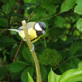 sýkorka bielolíca (Parus major)
