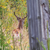 dal mi najavo, čo si o mne myslí :D