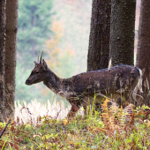 keď sa nedarí lopatár, aspoň miništrant :D