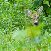schovávačka v tráve