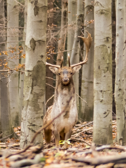 v bukovom lese