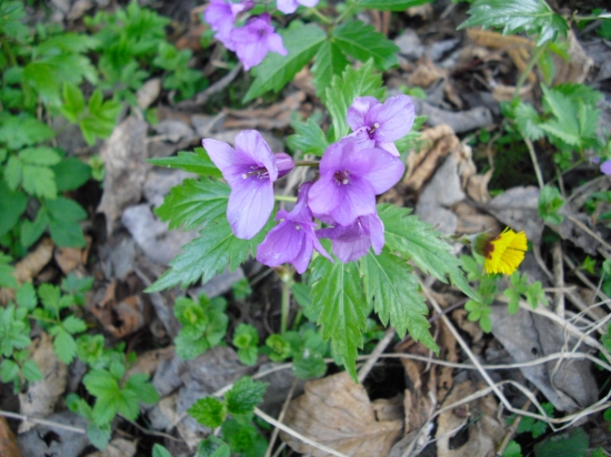 Zubačka žliazkatá (Dentaria glandulosa)