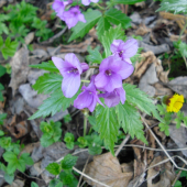 Zubačka žliazkatá (Dentaria glandulosa)