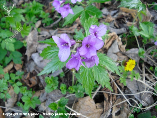 Zubačka žliazkatá (Dentaria glandulosa)