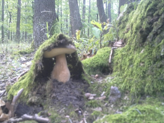 schovaný neschovaný idem....