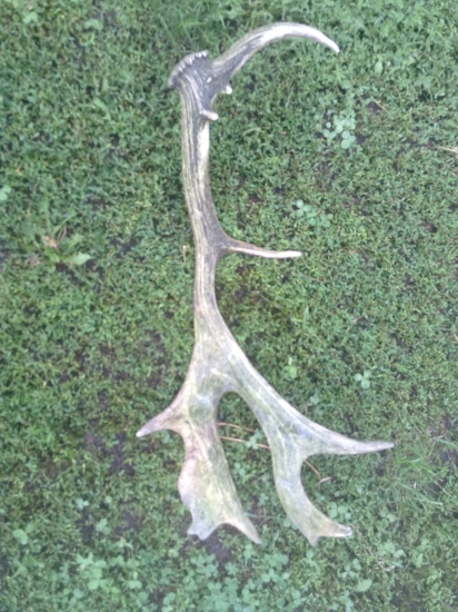 Prvý zhod z daniela  nájdený v našom revíry....