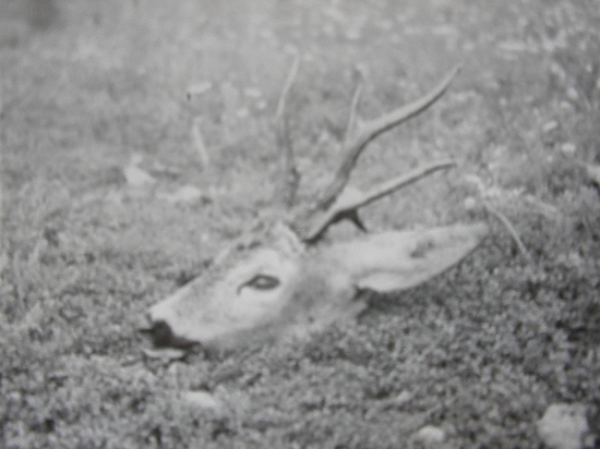 Rarita z lesnej škôlky...