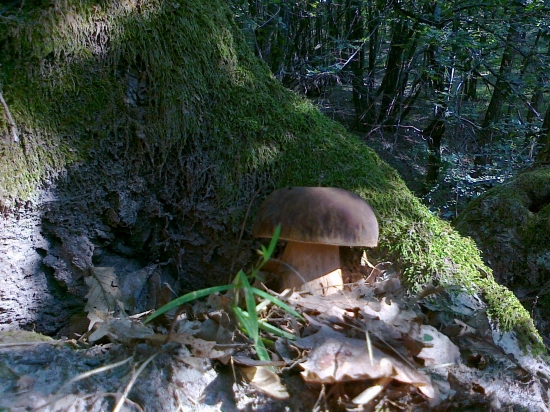 hlboko v lese sám ....