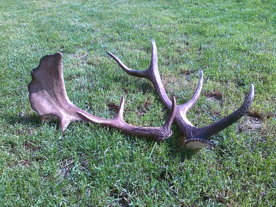 ..májové šťastie...