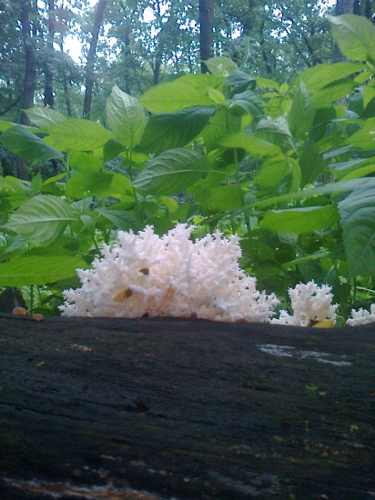 Korálovec bukový (Hericium clathroides)