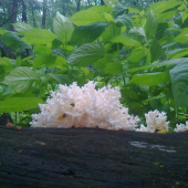 Korálovec bukový (Hericium clathroides)