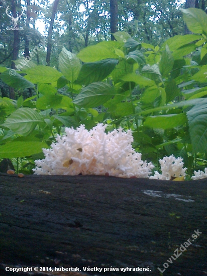 Korálovec bukový (Hericium clathroides)