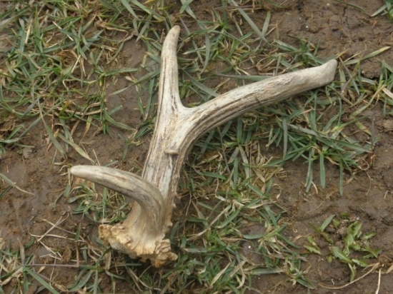 srnčia rarita sezona 2008