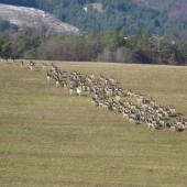 taká menšia črieda