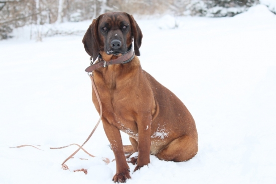 Berta z Vlarskeho priesmyku