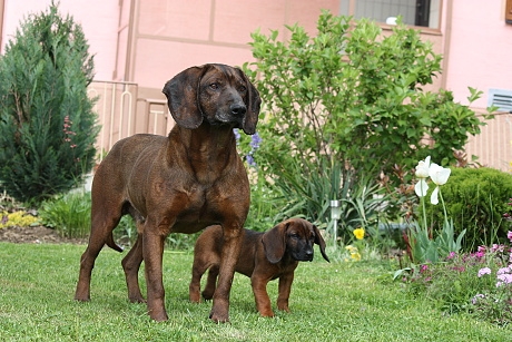 Brit Krigov a Chesa Vrátna dolina