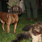 Brit Krigov a jeho prvy maco