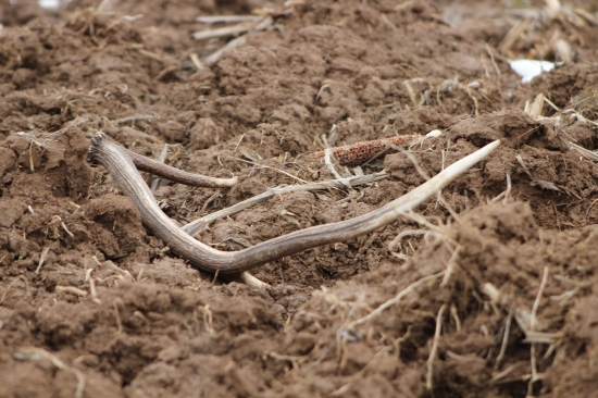 Jeden veľkonočný,trošku neskôr