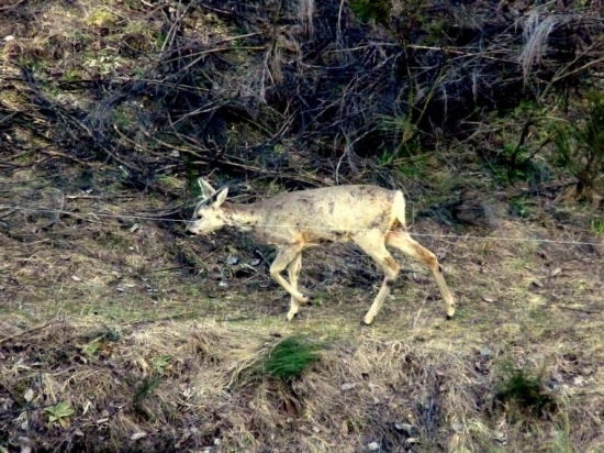 srna z ID:48679