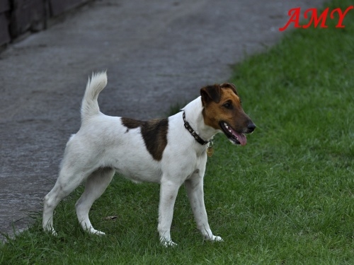 Hlada sa sucka foxteriera hladkosrsteho