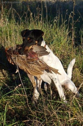 Bora z Baškovských strání