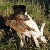 Bora z Baškovských strání