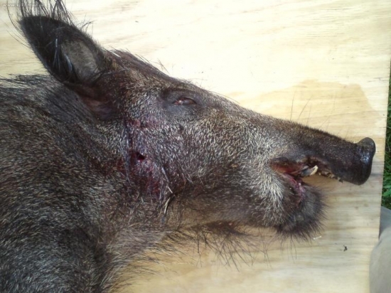 Strýcov kanček bez sp.čelusti 2