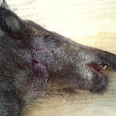 Strýcov kanček bez sp.čelusti 2