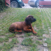 enny