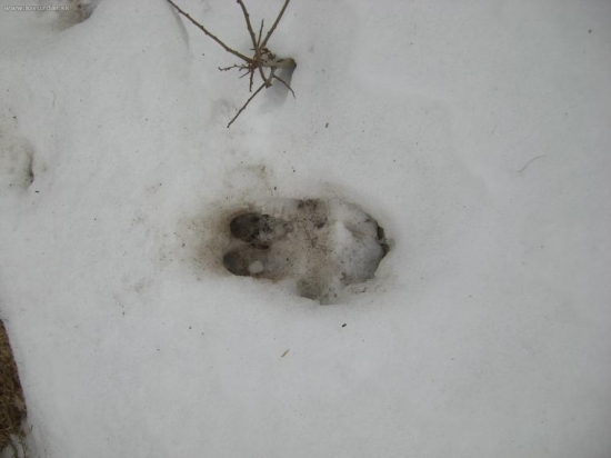 Po stopách - diviak