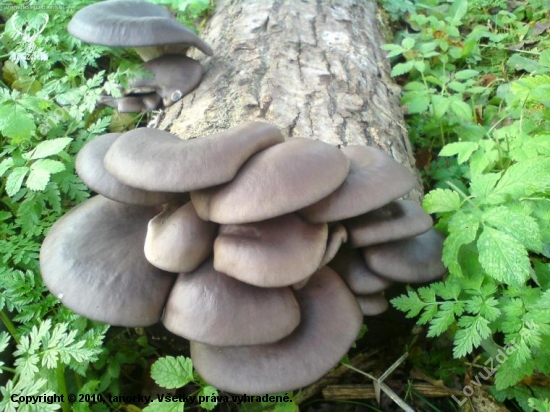 hliva ustricova