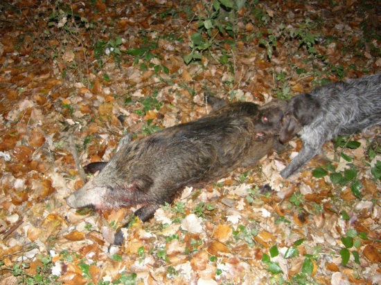 Prva stretavka s diviakom.