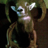 moj najväčší muflón