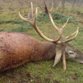 Jeleň 12torák pravidelný