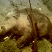 môj malý diviačik