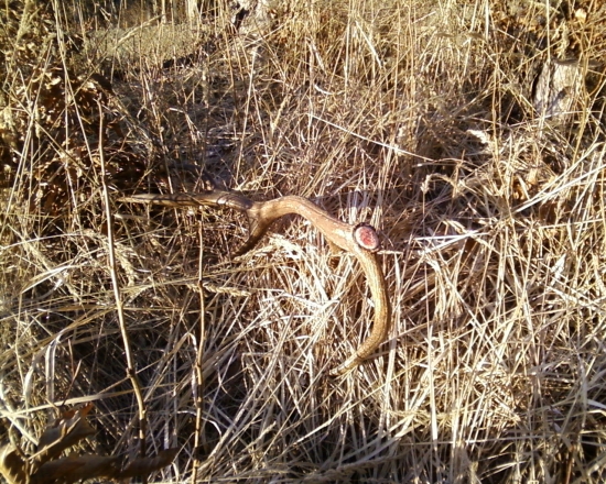 Zhod z jelena ID 106178