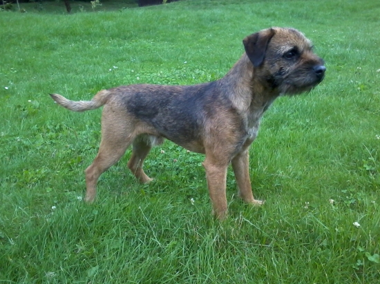 Buster stella karpatica