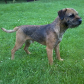 Buster stella karpatica