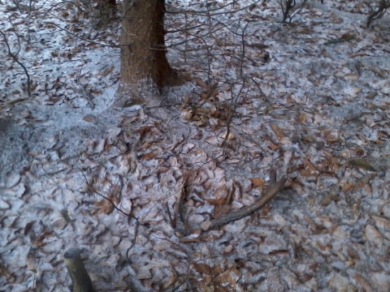 na spolocnej polovacke