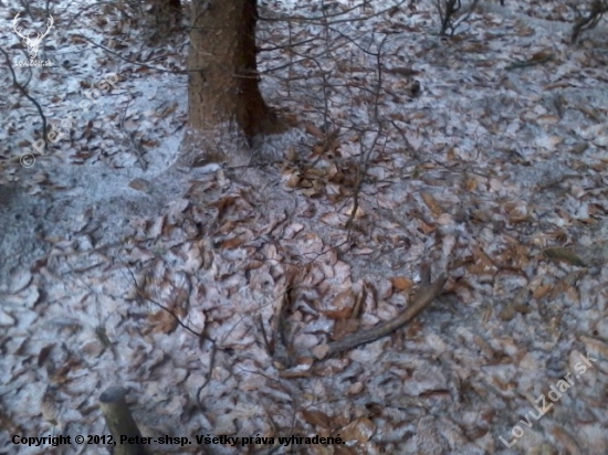 na spolocnej polovacke