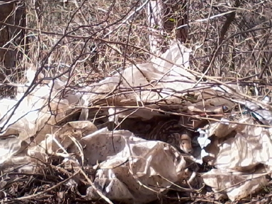 prasiatka v čiernej skládke odpadu